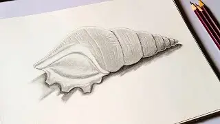How to Draw a Seashell Step by Step | Easy Graphite Pencil Tutorial