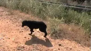 CAREA LEON&Eacute;S 23.  Pastoreo en Le&oacute;n