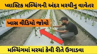 How to Grow chilli in mulching?મલ્ચીંગ મા મરચા કેવી રીતે ઉગાડવા? @kisansathi176 