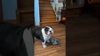 Bulldog throwing a temper tantrum #bulldog  #shorts #dogs #dog #dogshorts #bulldog  #trending