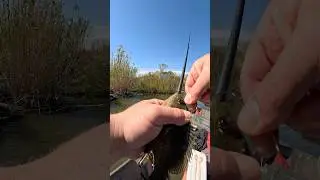 Catching my own baits! What do you think will eat this giant live bait?#fishing#livebait#fyp#yt#fun