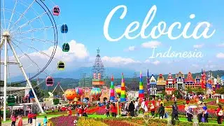 Celocia Indonesia | Almer Go