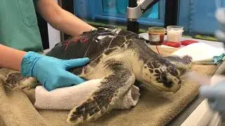 Typhoon, the Kemp's Ridley 