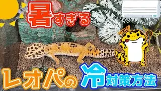 レオパの暑さ対策