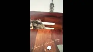 Funny Cat Videos: Monitoring every bite like it&rsquo;s her full-time job 😼👩&zwj;👧 #catlife🐾#funnycatvideos