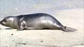 Otter and Elephant Seal Interaction