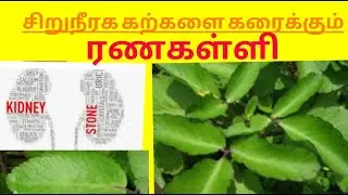 RANAKALLI leaf  and its benefits