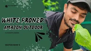 white fronted Amazon outdoor activities || H.A AVIARY ||