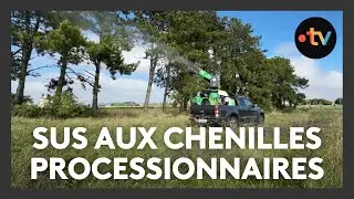 &Agrave; l'automne, &ccedil;a turbine contre les chenilles processionnaires