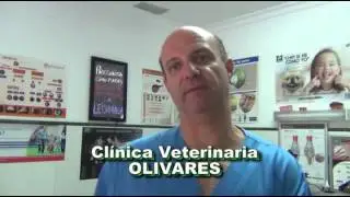La tos en el perro