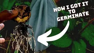 Ugu Seed Germination in Zone 9. Planting FLUTED PUMPKIN seeds (Telfairia occidentalis)