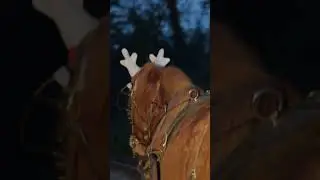 Tour en cal&egrave;che pendant les f&eacute;&eacute;ries de No&euml;l &agrave; Amboise