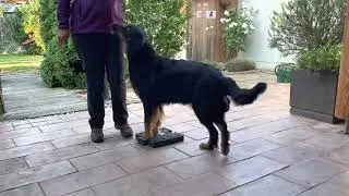 Magic Stepper