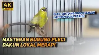 MASTERAN BURUNG PLECI BAHAN AGAR NGERIWIK KASAR | MASTERAN PLECI BAHAN AUTRO NGRIWIK