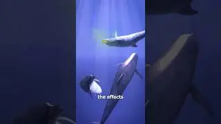 Dolphins Like To Get High On Puffer Fish 🥴