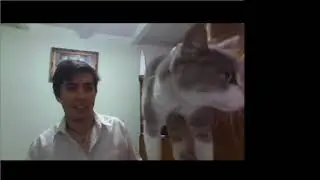 cat detection