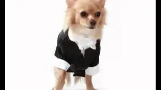 Yorkie dog wedding suit