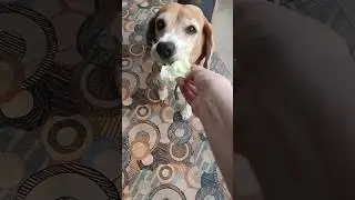 Любитель капусты.#бигль #собака #beagle #dog#beagle feeding