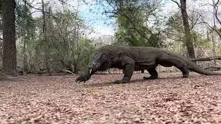 Komodo Dragon Walking
