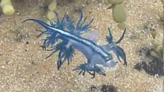 Dancing Glaucus Atlanticus (Blue Dragon) Nudibranch - AUSTRALIA P1080004.MP4