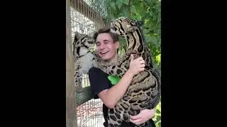 #cat they are just big cat #leopard #cheetah