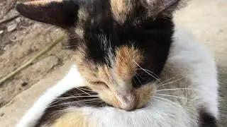Cat grooming itself with background noise