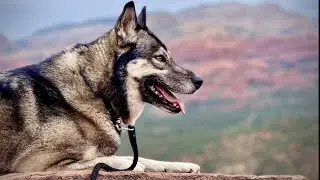 Myths about Wolfdogs