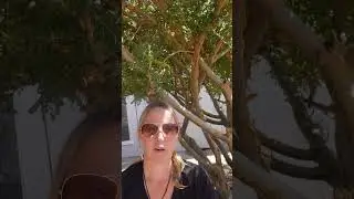 Feeding roses and soil with alfalfa pellets