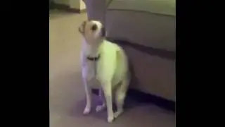 loco perro