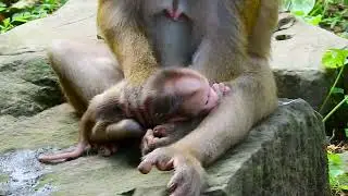 Luna reject milk baby monkey