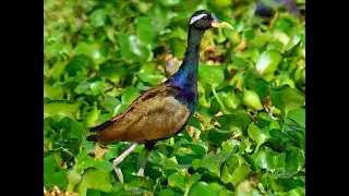 लामाऔंले (Bronze-winged Jacana)!