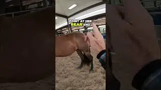Reading a horse's body language: Subtle cues