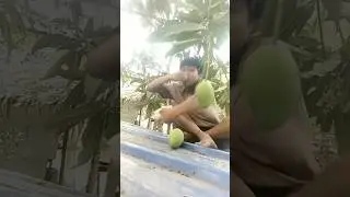 Falling down eating mango🤣 #funny #viralvideo #best #memes #usa
