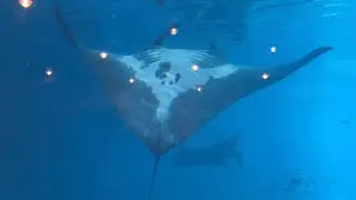 Tallulah and Blue The Atlantic Manta Rays