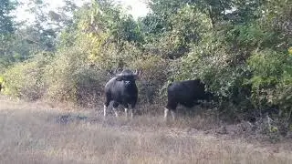 Betla National Park