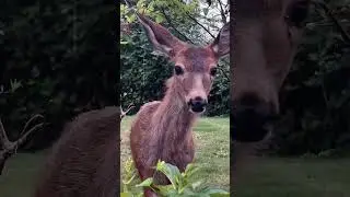 Just another day! #Shorts #OhDeer #deer #ILoveYou #song ￼
