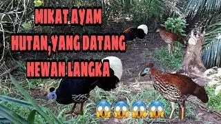 mikat ayam hutam yang datang merak sumatera atau burung sempidan