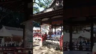 大宮氷川神社 初詣　 #shorts  #japan #氷川神社 #大宮