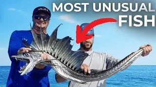 Most Unusual Fish in the Ocean