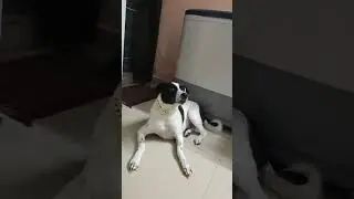 panda se pyara koi nahi #panda ka pyar
