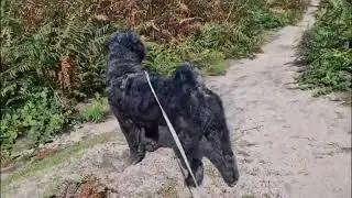 Chowdoodle Woddlebum 🐻