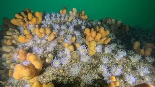 Diving Eilean Rubha An Ridire, Sound of Mull
