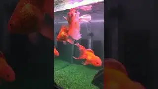 Fancy Goldfish I Big Size jumbo I Healthy Good Quality #oranda #redcap #fantail #fancygoldfish
