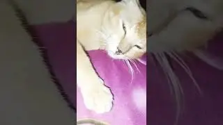 [kok ISO duwe pacar]