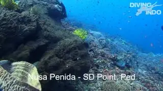 Diving-Indo  S.D. point,  Ped