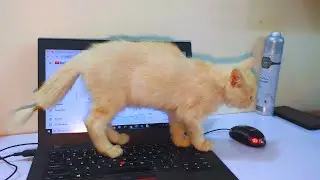 The cutest kitten that wants to play and interferes with the owner's work