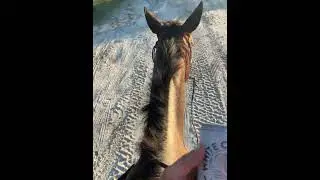 #horse #beergames #farming #equestrian