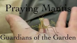 Mantis Madness: Crickets Get Eaten! (Week 6 Update)