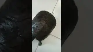 splay mi tortuga