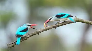 Woodland Kingfisher - Kruger's Sound of Summer